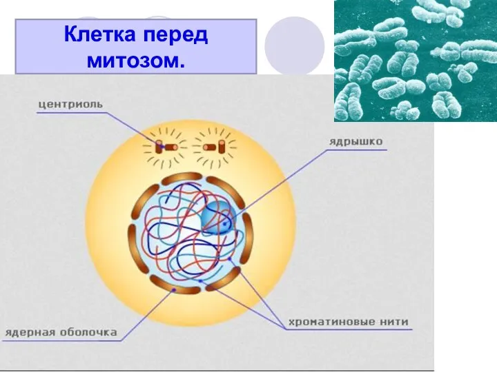 Клетка перед митозом.