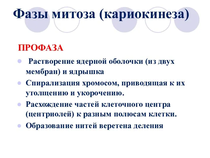 Фазы митоза (кариокинеза) ПРОФАЗА Растворение ядерной оболочки (из двух мембран)