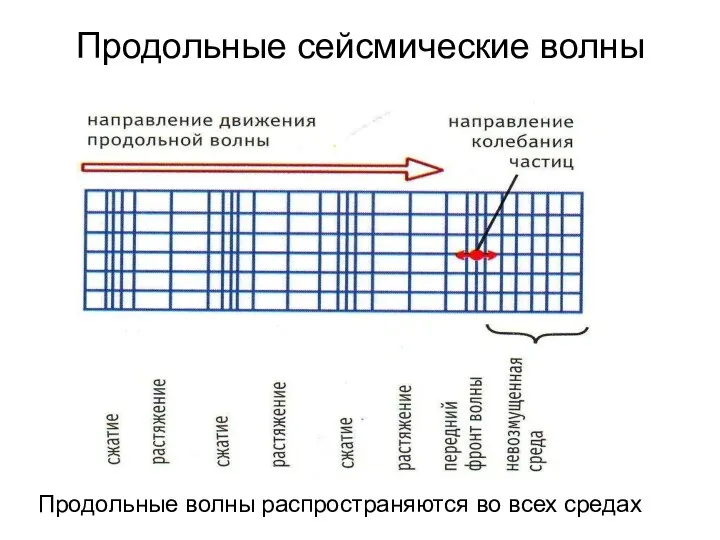 Продольные сейсмические волны Продольные волны распространяются во всех средах