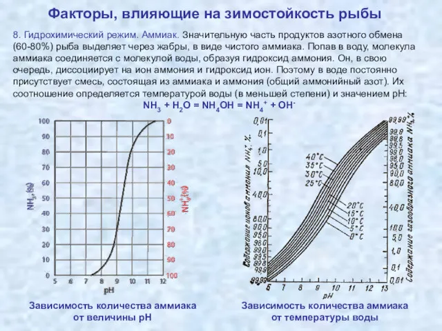 Факторы, влияющие на зимостойкость рыбы 8. Гидрохимический режим. Аммиак. Значительную