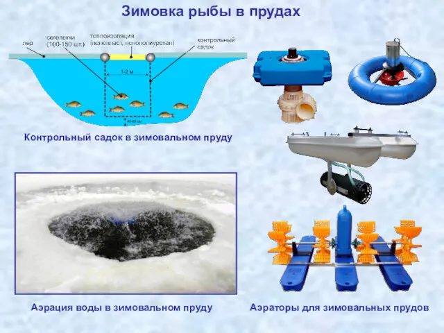 Зимовка рыбы в прудах Контрольный садок в зимовальном пруду Аэрация воды в зимовальном