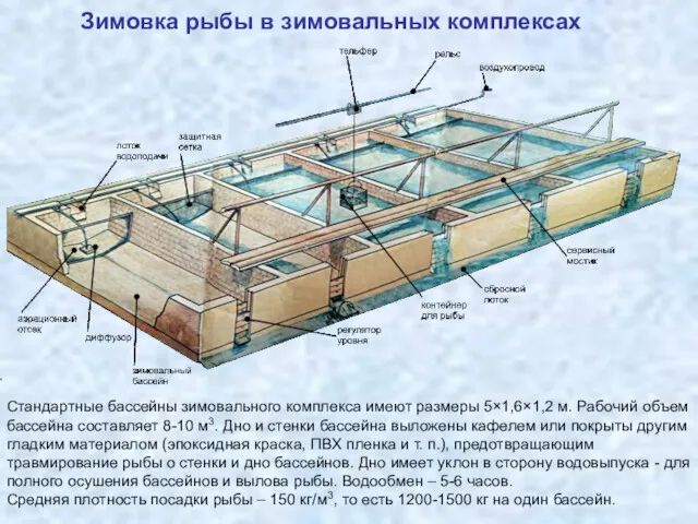 Зимовка рыбы в зимовальных комплексах Стандартные бассейны зимовального комплекса имеют