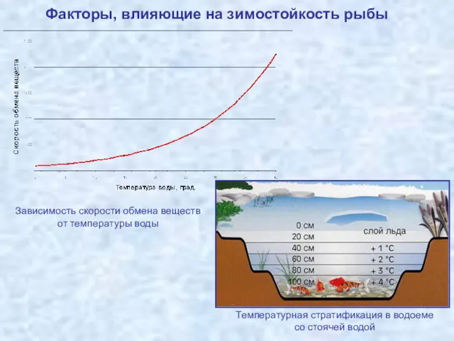 Факторы, влияющие на зимостойкость рыбы Зависимость скорости обмена веществ от