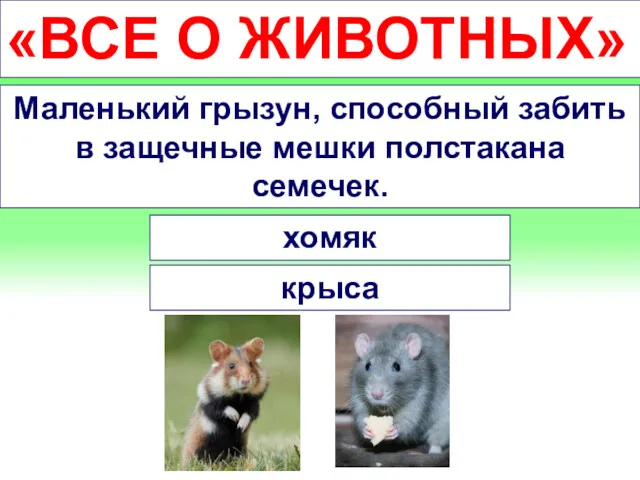 «ВСЕ О ЖИВОТНЫХ» Маленький грызун, способный забить в защечные мешки полстакана семечек. хомяк крыса