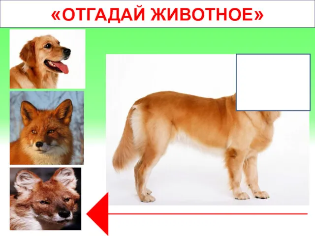 «ОТГАДАЙ ЖИВОТНОЕ» Собака, лиса или красный волк. Кликай на верное изображение