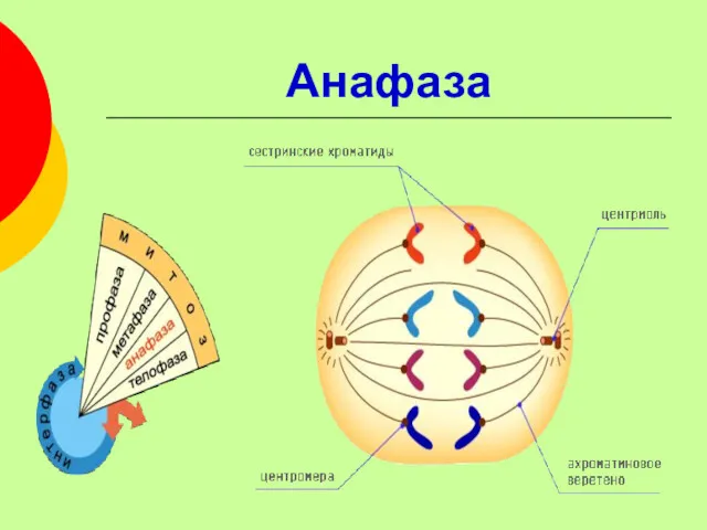 Анафаза
