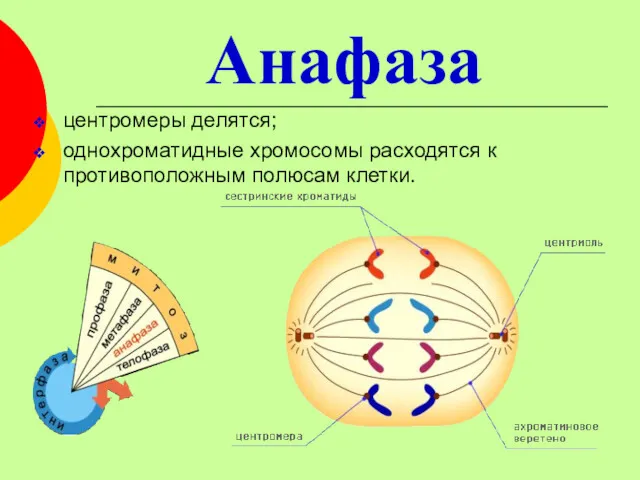 Анафаза центромеры делятся; однохроматидные хромосомы расходятся к противоположным полюсам клетки.