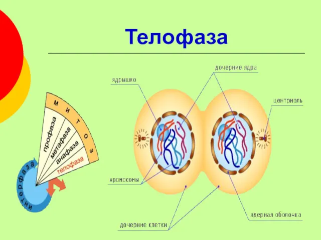 Телофаза