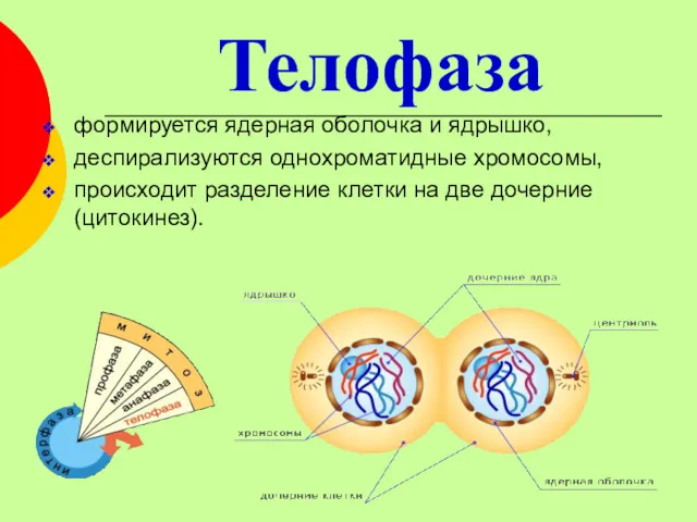 Телофаза формируется ядерная оболочка и ядрышко, деспирализуются однохроматидные хромосомы, происходит разделение клетки на две дочерние (цитокинез).