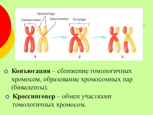 Конъюгация – сближение гомологичных хромосом, образование хромосомных пар (биваленты). Кроссинговер – обмен участками гомологичных хромосом.