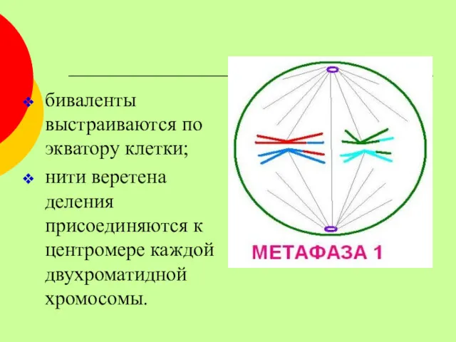 биваленты выстраиваются по экватору клетки; нити веретена деления присоединяются к центромере каждой двухроматидной хромосомы.