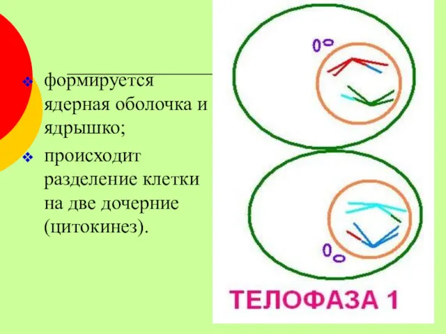 формируется ядерная оболочка и ядрышко; происходит разделение клетки на две дочерние (цитокинез).