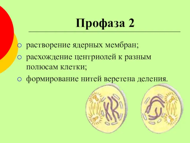 Профаза 2 растворение ядерных мембран; расхождение центриолей к разным полюсам клетки; формирование нитей веретена деления.