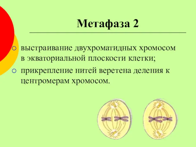 Метафаза 2 выстраивание двухроматидных хромосом в экваториальной плоскости клетки; прикрепление нитей веретена деления к центромерам хромосом.