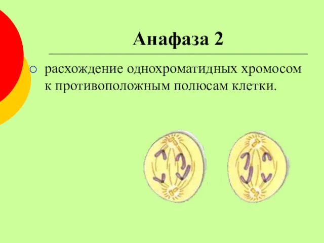 Анафаза 2 расхождение однохроматидных хромосом к противоположным полюсам клетки.