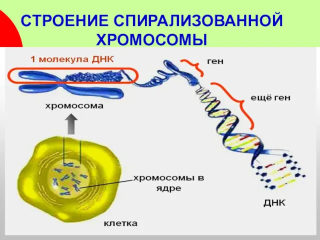 СТРОЕНИЕ СПИРАЛИЗОВАННОЙ ХРОМОСОМЫ