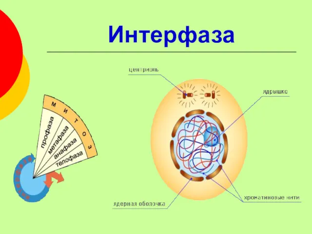 Интерфаза