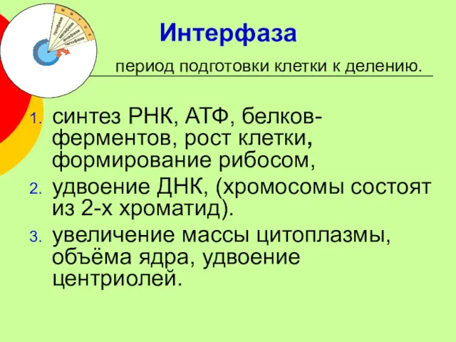 Интерфаза синтез РНК, АТФ, белков-ферментов, рост клетки, формирование рибосом, удвоение