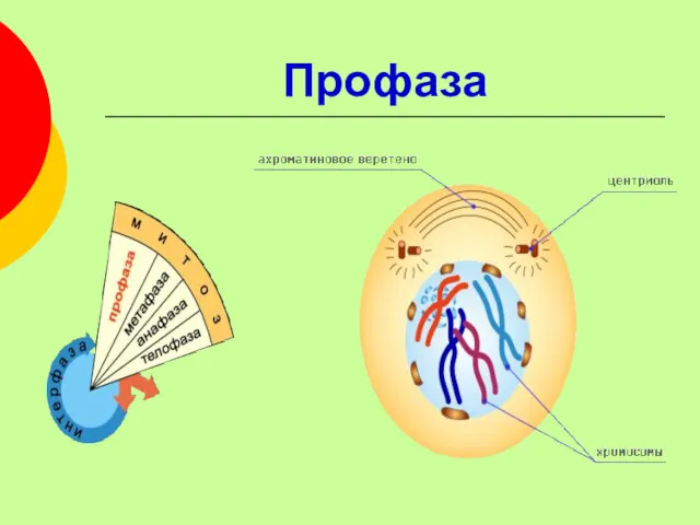 Профаза