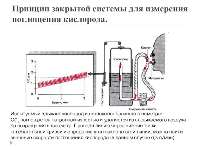 Испытуемый вдыхает кислород из колоколообразного газометра: СO2 поглощается натронной известью