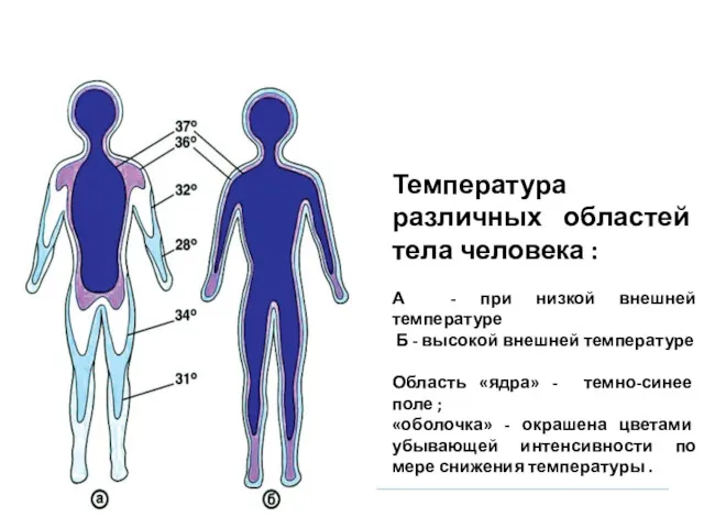 Температура различных областей тела человека : А - при низкой