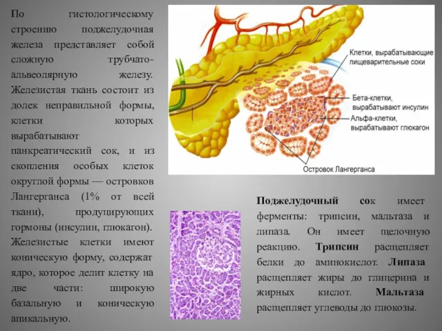 По гистологическому строению поджелудочная железа представляет собой сложную трубчато-альвеолярную железу.