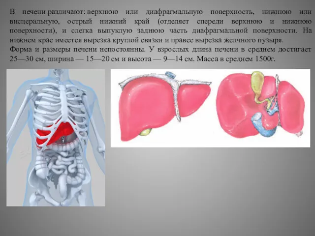 В печени различают: верхнюю или диафрагмальную поверхность, нижнюю или висцеральную,