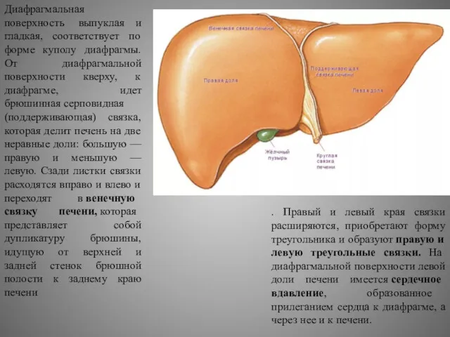 Диафрагмальная поверхность выпуклая и гладкая, соответствует по форме куполу диафрагмы.