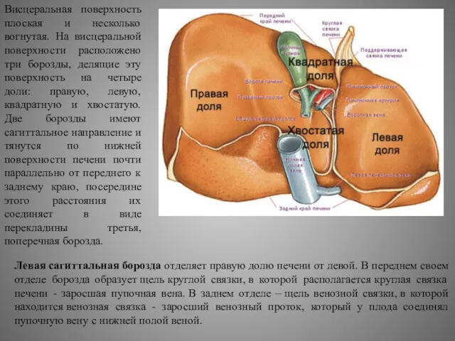 Висцеральная поверхность плоская и несколько вогнутая. На висцеральной поверхности расположено