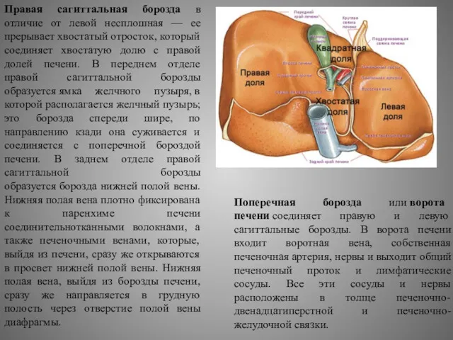 Правая сагиттальная борозда в отличие от левой несплошная — ее