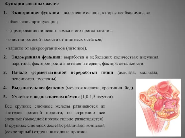 Функции слюнных желез: Экзокринная функция – выделение слюны, которая необходима