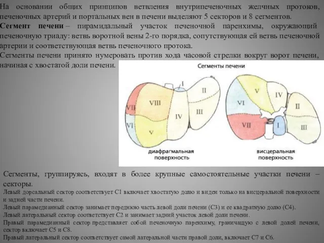 Сегменты, группируясь, входят в более крупные самостоятельные участки печени –