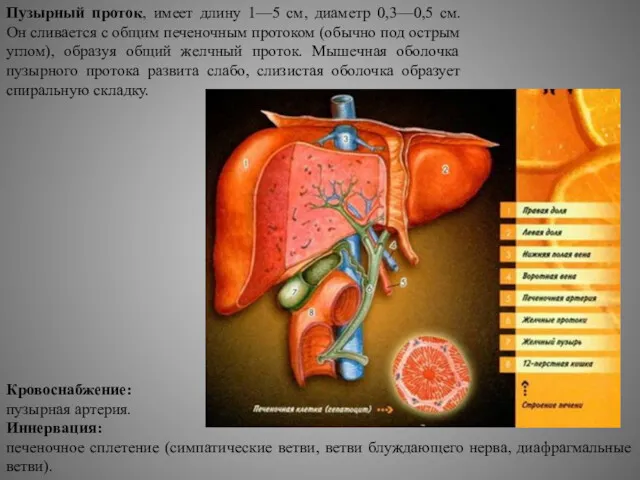 Пузырный проток, имеет длину 1—5 см, диаметр 0,3—0,5 см. Он