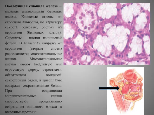Околоушная слюнная железа – сложная альвеолярная белковая железа. Концевые отделы