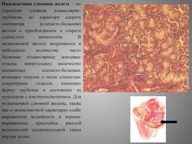 Подъязычная слюнная железа – по строению сложная альвеолярно-трубчатая, по характеру