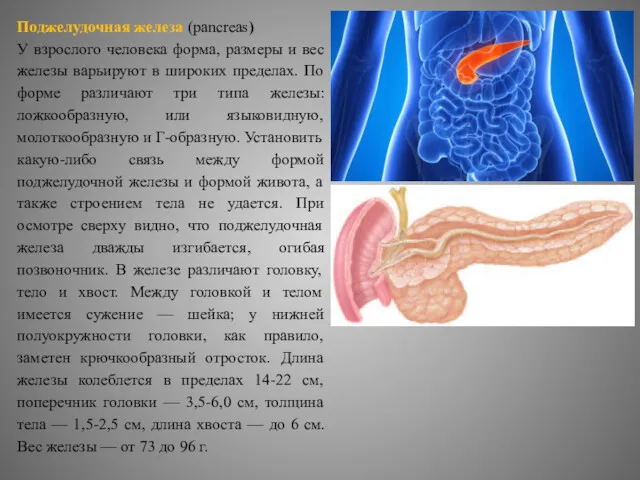 Поджелудочная железа (pancreas) У взрослого человека форма, размеры и вес
