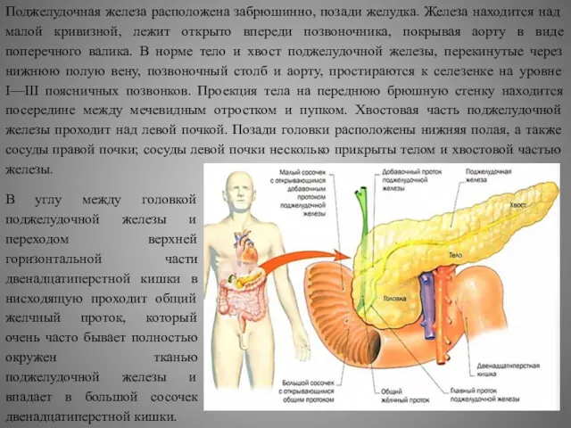 Поджелудочная железа расположена забрюшинно, позади желудка. Железа находится над малой