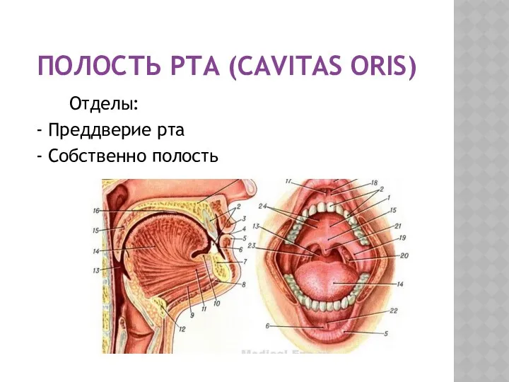 ПОЛОСТЬ РТА (CAVITAS ORIS) Отделы: - Преддверие рта - Собственно полость