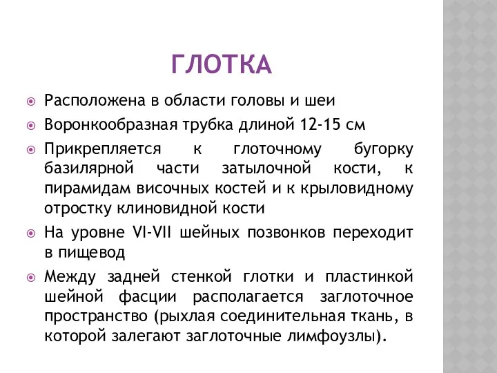 ГЛОТКА Расположена в области головы и шеи Воронкообразная трубка длиной 12-15 см Прикрепляется