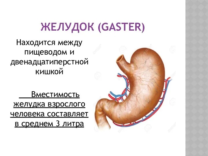 ЖЕЛУДОК (GASTER) Находится между пищеводом и двенадцатиперстной кишкой Вместимость желудка взрослого человека составляет