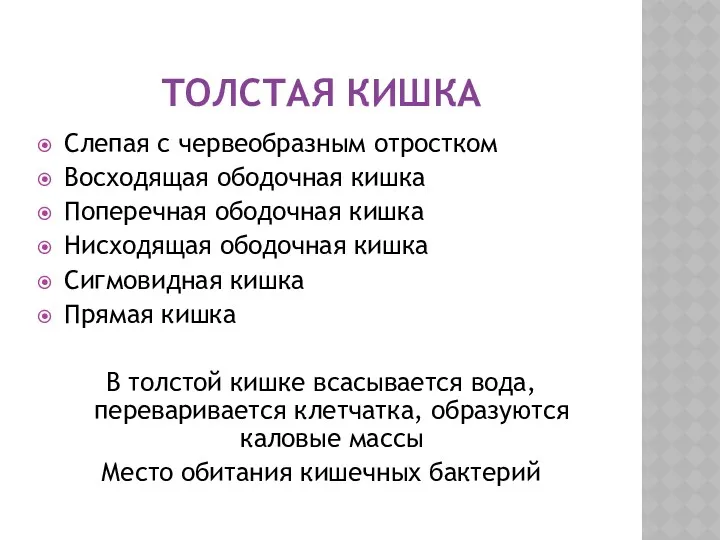 ТОЛСТАЯ КИШКА Слепая с червеобразным отростком Восходящая ободочная кишка Поперечная