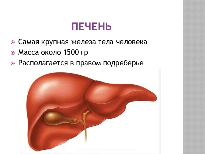 ПЕЧЕНЬ Самая крупная железа тела человека Масса около 1500 гр Располагается в правом подреберье