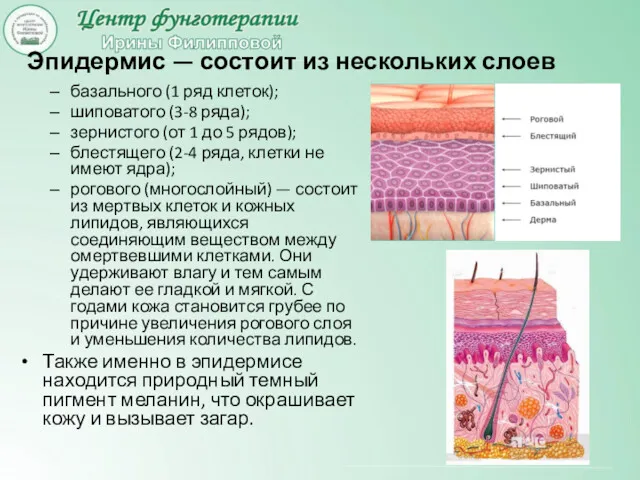 Эпидермис — состоит из нескольких слоев базального (1 ряд клеток); шиповатого (3-8 ряда);