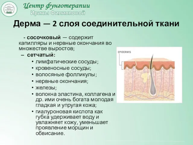 Дерма — 2 слоя соединительной ткани - сосочковый — содержит капилляры и нервные