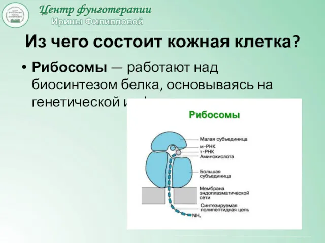 Из чего состоит кожная клетка? Рибосомы — работают над биосинтезом белка, основываясь на генетической информации.