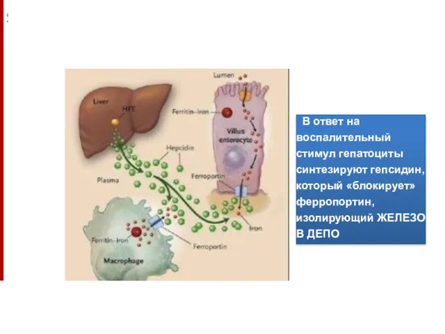 В ответ на воспалительный стимул гепатоциты синтезируют гепсидин, который «блокирует» ферропортин, изолирующий ЖЕЛЕЗО В ДЕПО