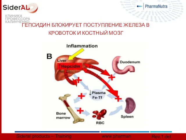 ГЕПСИДИН БЛОКИРУЕТ ПОСТУПЛЕНИЕ ЖЕЛЕЗА В КРОВОТОК И КОСТНЫЙ МОЗГ