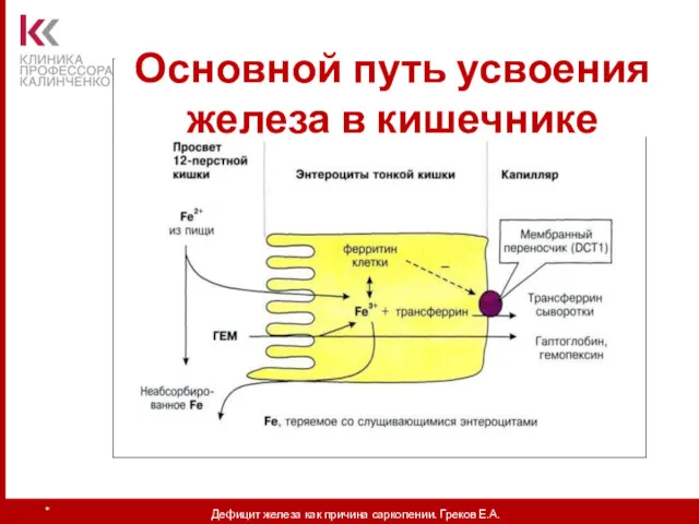 Основной путь усвоения железа в кишечнике * Дефицит железа как причина саркопении. Греков Е.А.