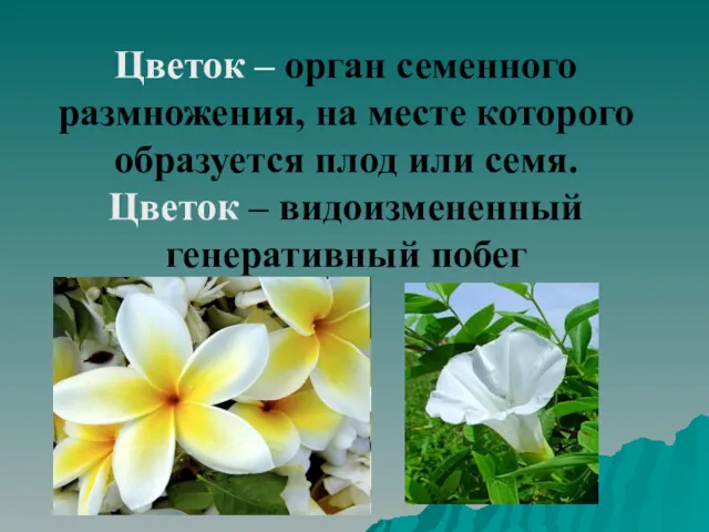 Цветок – орган семенного размножения, на месте которого образуется плод или семя. Цветок