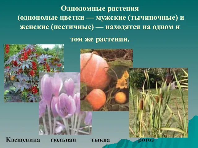 Однодомные растения (однополые цветки — мужские (тычиночные) и женские (пестичные) — находятся на